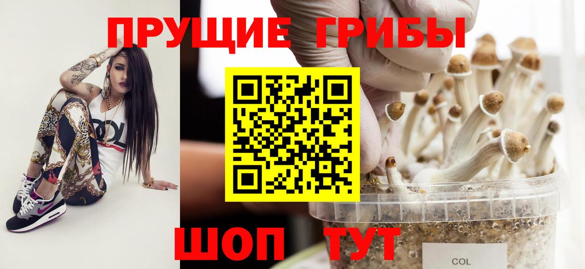 Томск  закладки  Вход с VPN  Галлюциногенные грибы Psilocybine cubensis 